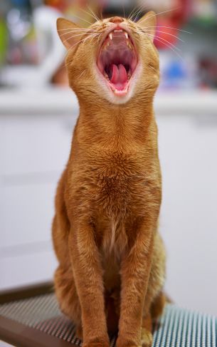 red cat, yawns Wallpaper 1752x2800