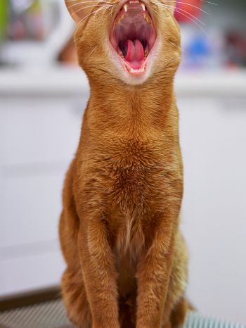 red cat, yawns Wallpaper 2048x2732