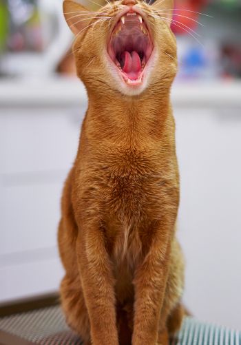 red cat, yawns Wallpaper 1668x2388
