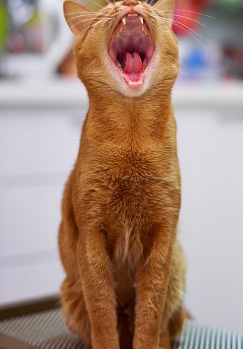 red cat, yawns Wallpaper 1640x2360