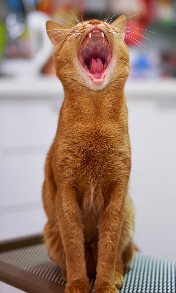 red cat, yawns Wallpaper 1200x2000