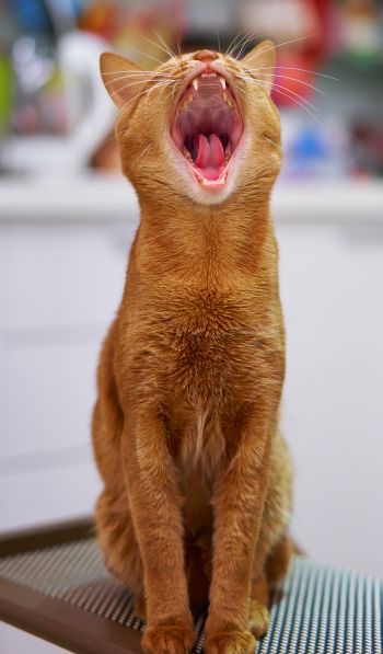 red cat, yawns Wallpaper 600x1024