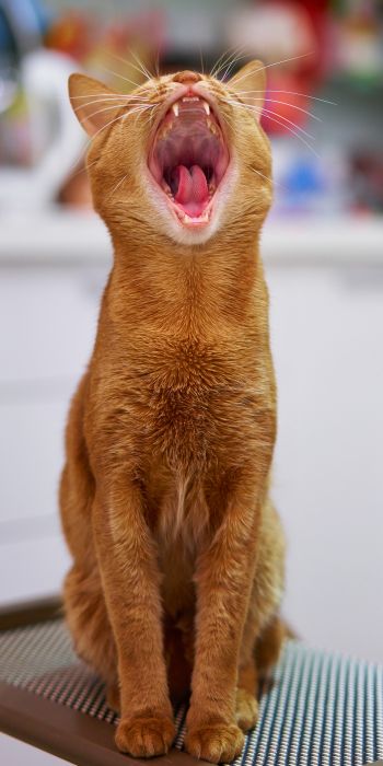 red cat, yawns Wallpaper 720x1440