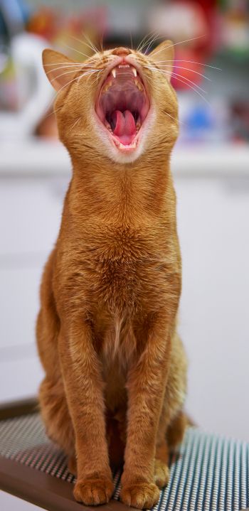 red cat, yawns Wallpaper 1440x2960