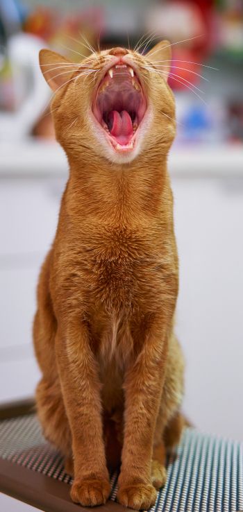 red cat, yawns Wallpaper 1440x3040