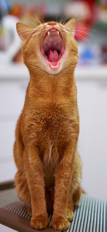 red cat, yawns Wallpaper 1080x2340