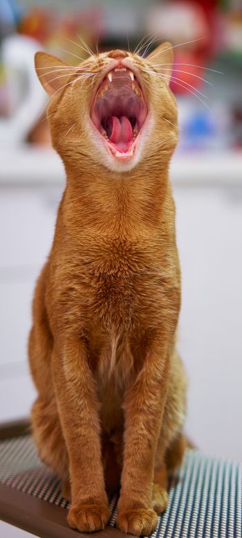 red cat, yawns Wallpaper 1080x2400