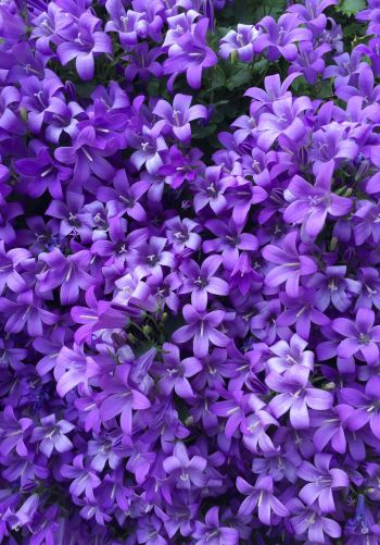 lilac flowers Wallpaper 1668x2388