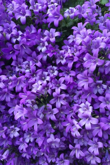 lilac flowers Wallpaper 640x960