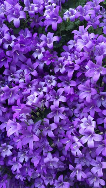 lilac flowers Wallpaper 640x1136