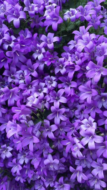 lilac flowers Wallpaper 1080x1920