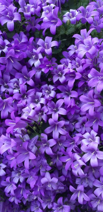 lilac flowers Wallpaper 1080x2220