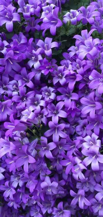 lilac flowers Wallpaper 1080x2280
