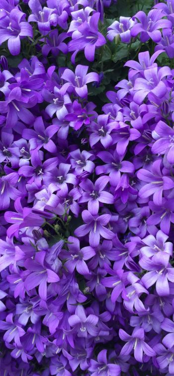 lilac flowers Wallpaper 1284x2778