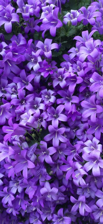 lilac flowers Wallpaper 1080x2340