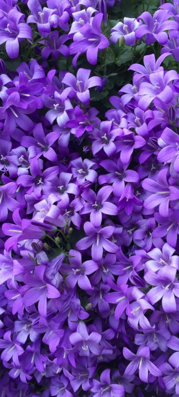 lilac flowers Wallpaper 1080x2400