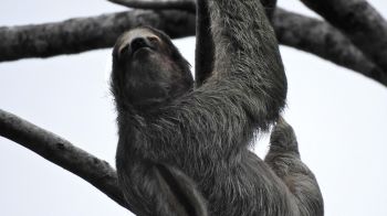 sloth, monochrome photography Wallpaper 1280x720