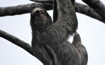 sloth, monochrome photography Wallpaper 2560x1600