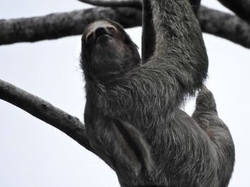 sloth, monochrome photography Wallpaper 800x600