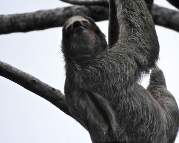sloth, monochrome photography Wallpaper 1280x1024