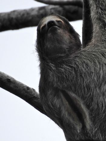 sloth, monochrome photography Wallpaper 2048x2732