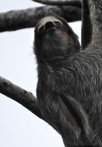 sloth, monochrome photography Wallpaper 1668x2388