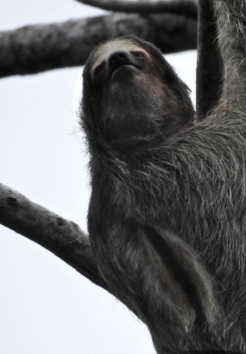 sloth, monochrome photography Wallpaper 1640x2360