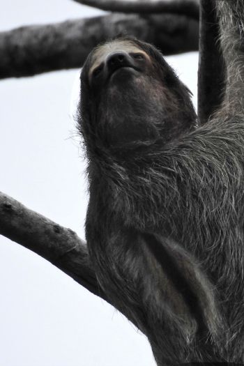 sloth, monochrome photography Wallpaper 640x960