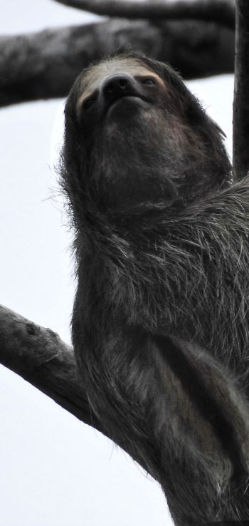 Обои 1440x3040 ленивец, монохромная фотография