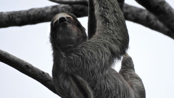 sloth, monochrome photography Wallpaper 1366x768