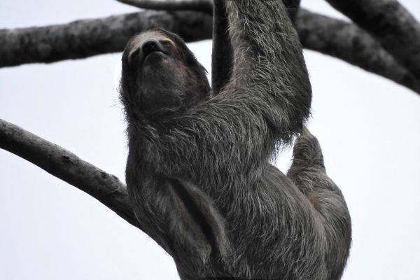 sloth, monochrome photography Wallpaper 4608x3072