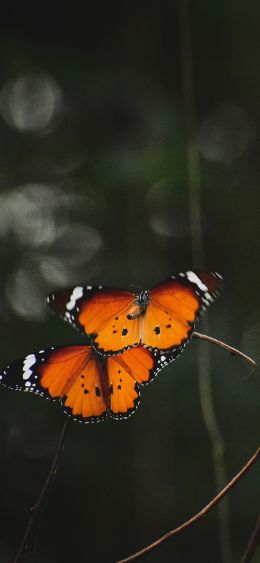 natural beauty, butterflies Wallpaper 1080x2340