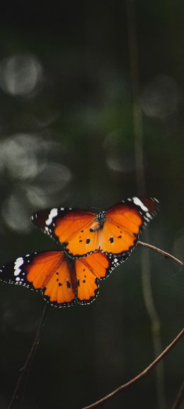natural beauty, butterflies Wallpaper 1080x2400