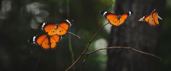 Обои 3440x1440 естественная красота, бабочки