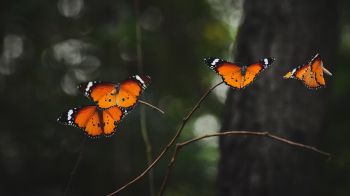 Обои 1366x768 естественная красота, бабочки