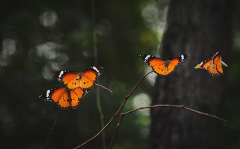 natural beauty, butterflies Wallpaper 2560x1600