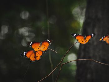 Обои 1024x768 естественная красота, бабочки