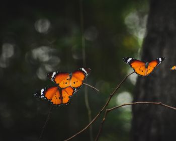 Обои 1280x1024 естественная красота, бабочки