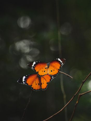 natural beauty, butterflies Wallpaper 1620x2160