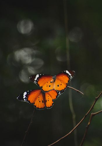 natural beauty, butterflies Wallpaper 1668x2388