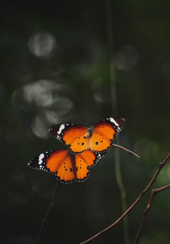 natural beauty, butterflies Wallpaper 1640x2360
