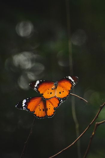 Обои 640x960 естественная красота, бабочки