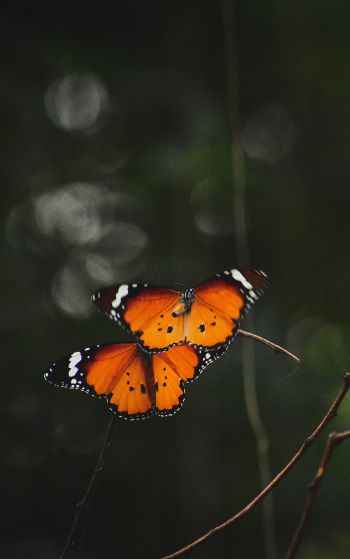 natural beauty, butterflies Wallpaper 1752x2800