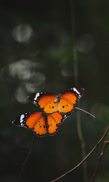 natural beauty, butterflies Wallpaper 1200x2000