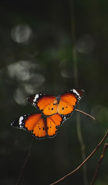 Обои 600x1024 естественная красота, бабочки