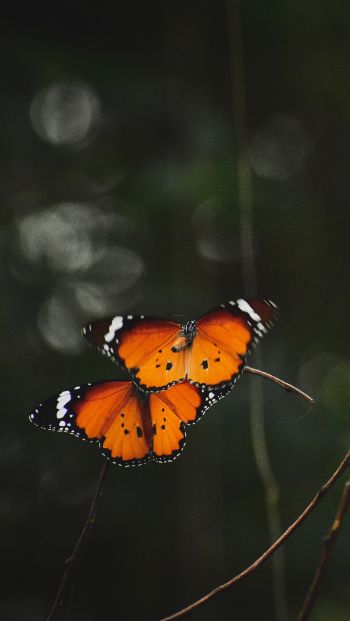 Обои 640x1136 естественная красота, бабочки