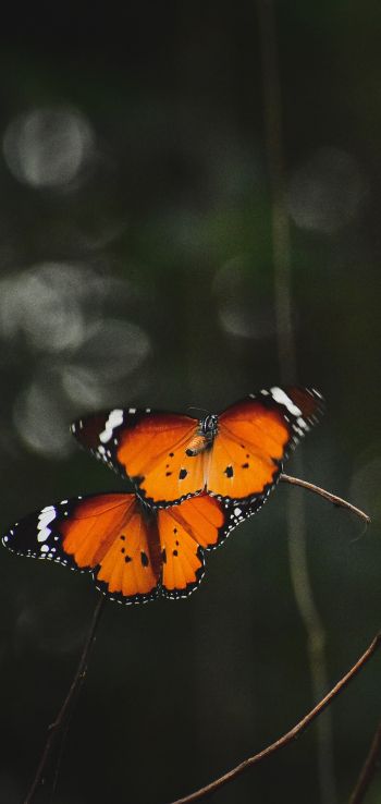 Обои 1080x2280 естественная красота, бабочки