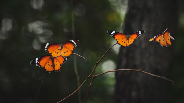 Обои 1600x900 естественная красота, бабочки