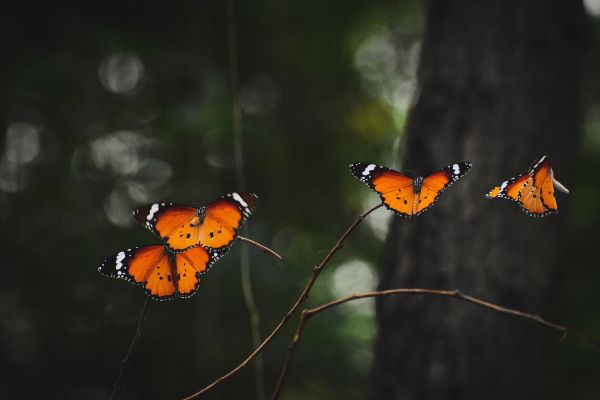 natural beauty, butterflies Wallpaper 4493x2999
