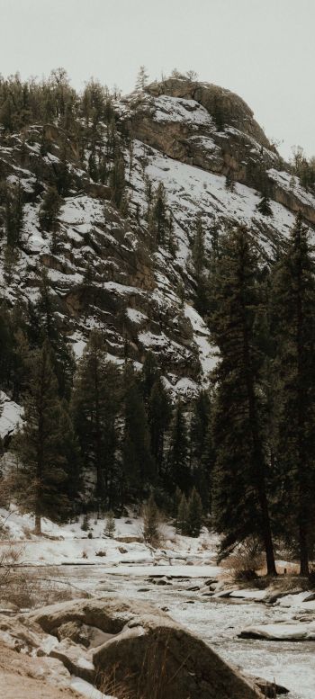 forest, mountains, mountain river Wallpaper 1440x3200